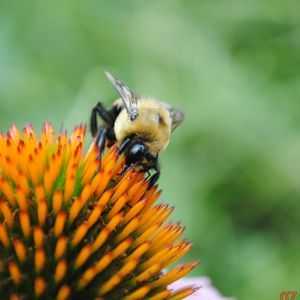 Meet your Posher, Pat